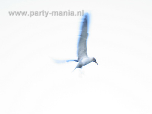 090718_107_african_festival_partymania