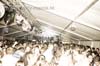 090905_194_gekkehouse_partymania