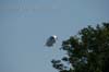 100627_170_parkpop_partymania